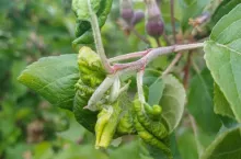 jak zwalczać mszyce w sadzie