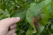 Nekrotyczna plamistosć na liściach odmiany Golden Delicious