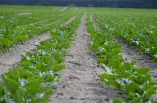 burak, pole, okopowe