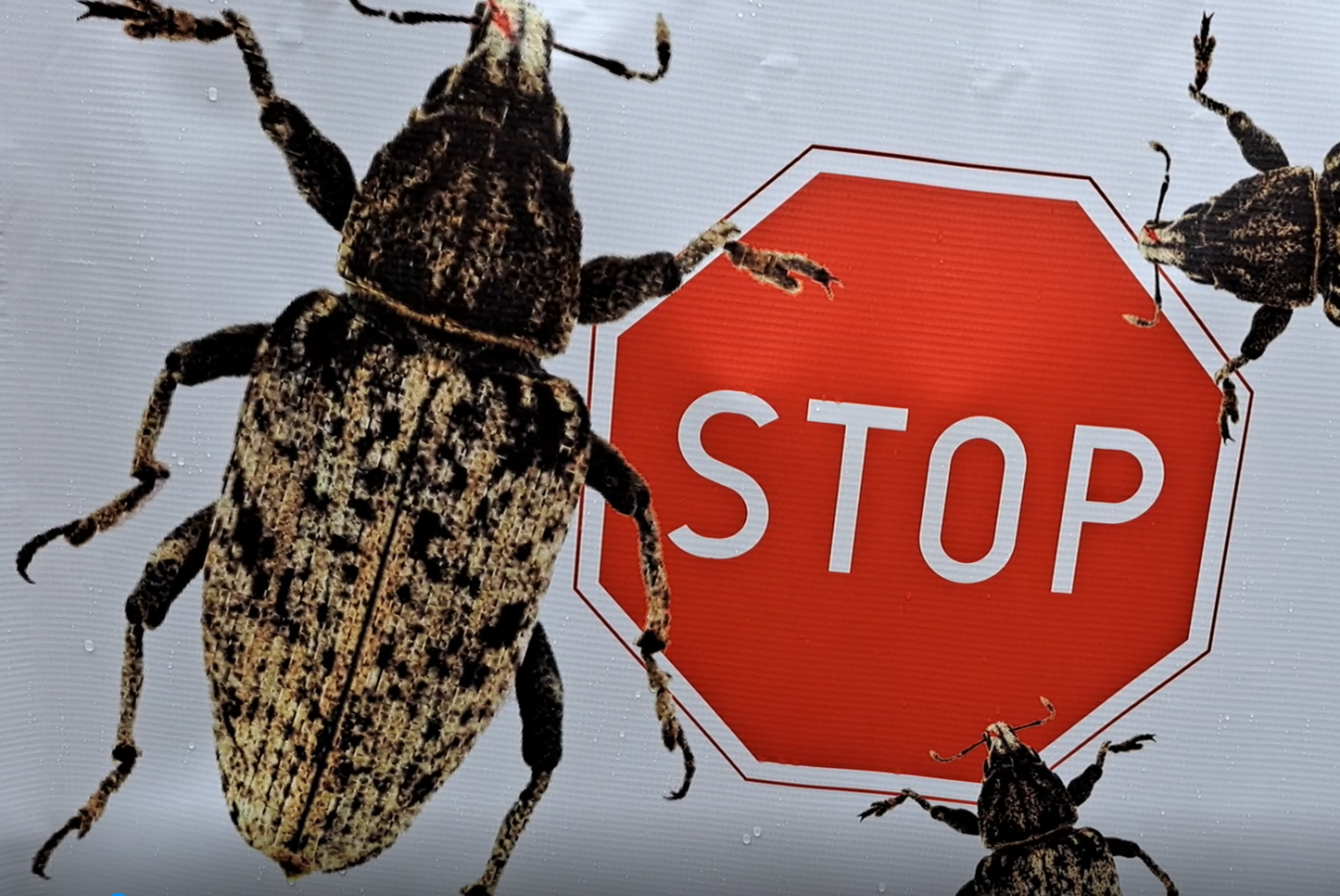 Jeden z plakatów przygotowanych przez plantatorów