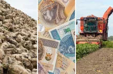 Ile rolnik zarabia z 1 hektara zbóż, rzepaku i buraka?