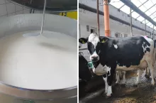 Embargo na polskie mleko. Ile stracą rolnicy?