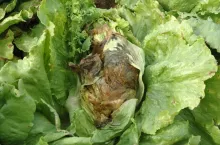 Początkowe objawy szarej pleśni