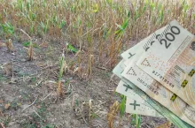 Ubezpieczenia upraw z dopłatą. Rolnik nie płaci pełnej składki