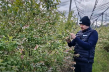 Mateusz Czok w trakcie lustracji plantacji borówek