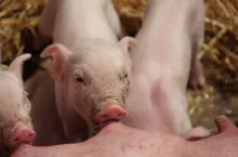 Opierając się na danych za 2024 r., założono, że z pomocy mogłoby skorzystać 5592 producentów świń.