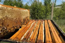 Pierwszy miód z 2025 roku - jest go niewiele