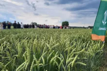 Zielone Pola 2025