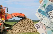 Rolnicy pod ścianą. Burak na zero, kukurydza 2300 zł w plecy