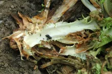 Sałata zgnilizna twardzikowa