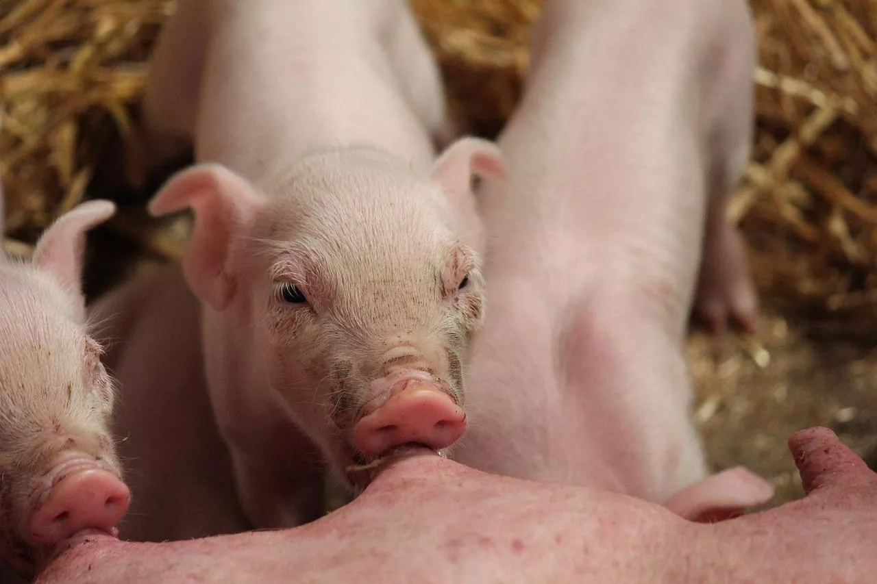 Opierając się na danych za 2024 r., założono, że z pomocy mogłoby skorzystać 5592 producentów świń.