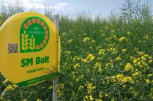 Nowoczesne odmiany rzepaku