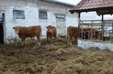 wybieg dla opasów