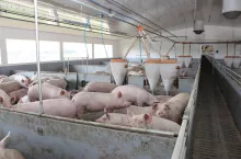 Aż trzy czwarte rolników w ankiecie Gobarto Hodowca wskazuje, że jednym z największych zagrożeń dla polskiej produkcji trzody chlewnej są wyzwania związane ze środowiskiem i globalne umowy handlowe, takie jak Mercosur.