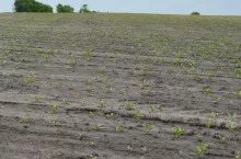 Młode rośliny są przez szarka komośnika podcinane u nasady (pozostają tylko kikuty ogonków). Na nieco starszych roślinach szarek uprawia żer zatokowy (wyjadana jest tkanka liścia od brzegów). W najlepszym wypadku dla rolnika szarek zniszczy do 15% obsady, a najgorszym całą plantację