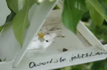 owocówka jabłkóweczka