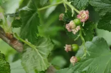 straty po przymrozkach