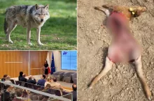 Ile sztuk bydła zagryzły wilki w Polsce? Ministerstwo ujawnia dane
