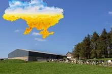 2000 krów i kilka obór. Niedaleko Polski powstaje gigantyczne gospodarstwo