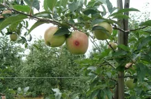 Na zdjęciu znajduje się uszkodzony zawiązek jabłka z brunatnymi odchodami owocówki jabłkóweczki – typowy efekt braku ochrony