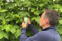 Jacek Witkowski, Timac Agro, w trakcie badania liści malin