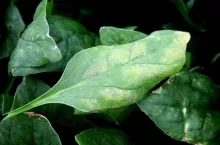 Objawy mączniaka rzekomego