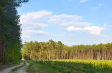 Łatwiej o dotacje na własny las i drzewa