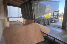 Jakie są ceny skupu zbóż i rzepaku?