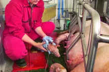 Duży wysiłek fizyczny związany z porodem jest częstą przyczyną strat wśród loch.