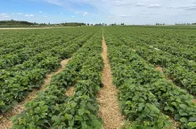 Polowa plantacja truskawek odmiany ‘Rumba‘