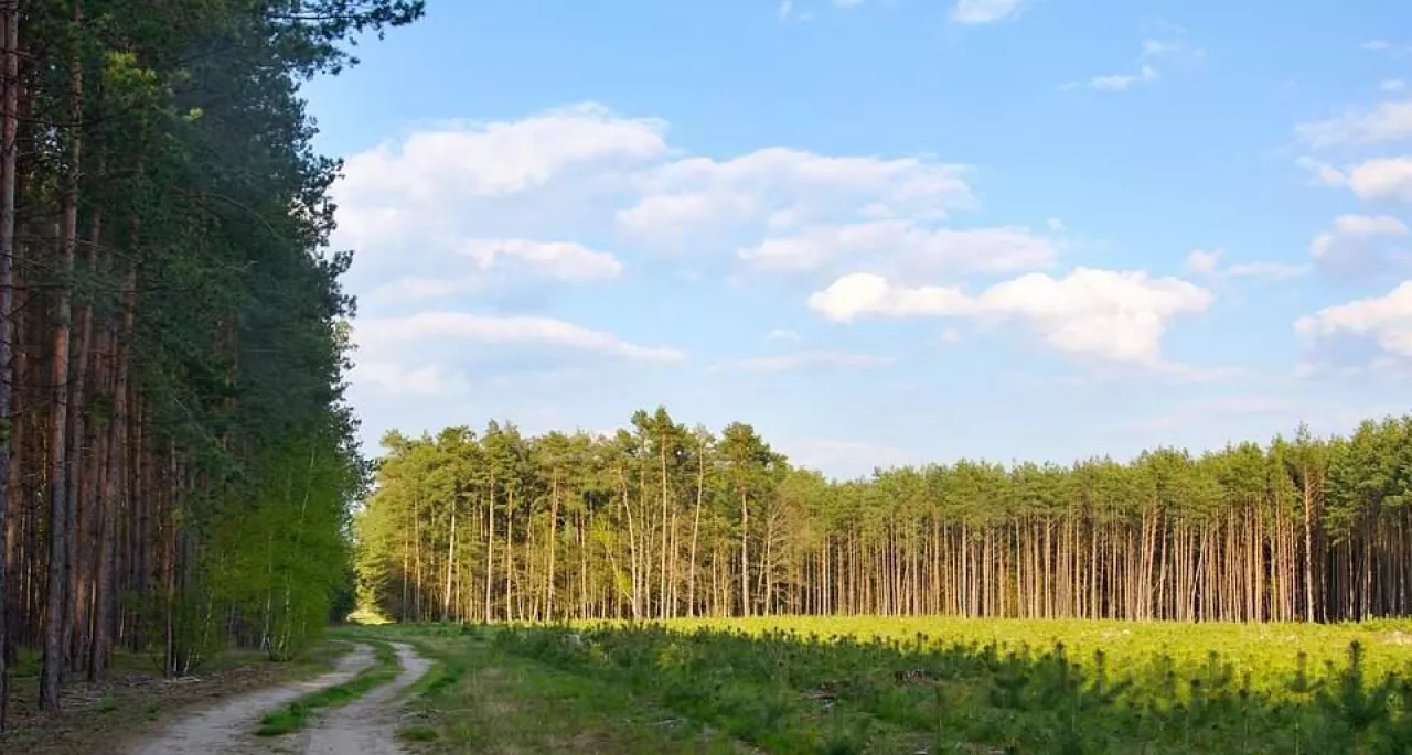 Łatwiej o dotacje na własny las i drzewa