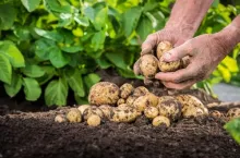 Hands harvesting fresh organic potatoes from soil
