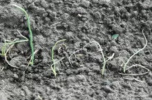 Zgorzel siewek cebuli