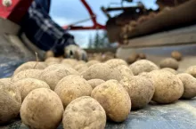 Wysokiej jakości materiał sadzeniakowy