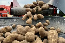 Ziemniaki do przemysłu