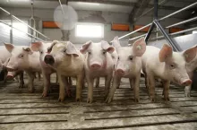 Jakie są aktualne ceny świń w Polsce?