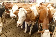 Niewystarczająca wentylacja obory powoduje więcej szkód i problemów, niż może się wydawać