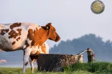 Mandat za pojenie krów? Absurdalne przepisy uderzają w rolników