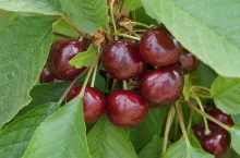 webinarium czereśniowe