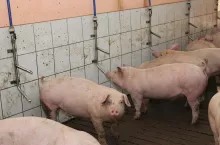 Świnie pobierają dwa, trzy razy więcej wody niż paszy i odgrywa ona istotną rolę w utrzymaniu ich dobrego zdrowia