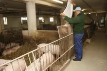 Częstsze podawanie paszy i stosowanie specjalnych dodatków może zwiększyć pobranie mieszanki w gorące dni.