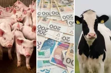 150 tys. zł dotacji na bydło i świnie: rusza nabór wniosków