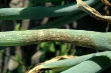 Mączniak rzekomy na cebuli