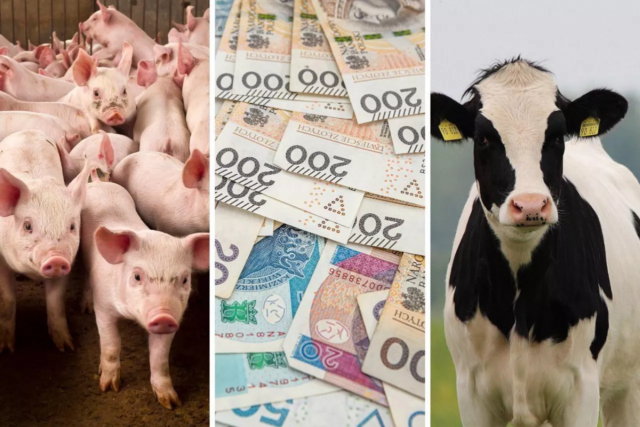 150 tys. zł dotacji na bydło i świnie: rusza nabór wniosków