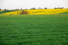 Krjaobraz Polski zboża i rzepak