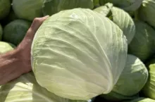 Biała kapusta głowiasta