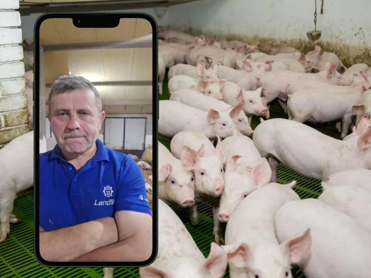 Sytuacja na rynku trzody chlewnej