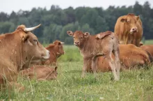 Brakuje cieląt do opasu. Ceny idą na rekord