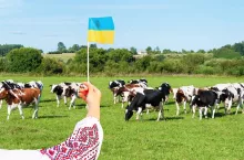 Dopłaty do krów na Ukrainie są 6-krotnie wyższe niż u nas. Co będzie dalej?