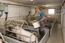 Częstsze karmienie loch w okresie przedporodowym zmniejsza liczbę martwych urodzeń wśród prosiąt, przyspiesza akcję porodową i redukuje problemy z wyproszeniem